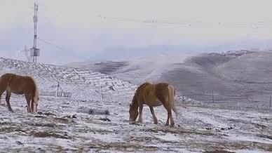 雪山草地马儿吃草寒冷冰封动物视频的预览图